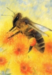 Loes Botmann - Honigbiene
